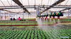 Sprinkler irrigation equipment waters potted plants in a modern agricultural industry demonstration park in Huize county, Southwest China's Yunnan province, April 4, 2021. [Photo/Xinhua]