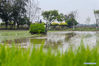 A farmer drives a rice transplanter to plant rice seedlings in a field at a test farm in Shishi city, East China's Fujian province, April 5, 2021. [Photo/Xinhua]