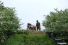 A villager ploughs field in a blueberry garden in Jiajiao village of Danzhai county, Qiandongnan Miao and Dong autonomous prefecture, Southwest China's Guizhou province, April 5, 2021. [Photo/Xinhua]
