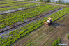 Aerial photo taken on April 5, 2021 shows a farmer ploughing field in Hongqi village of Ciwu township, Shaoxing city, East China's Zhejiang province. [Photo/Xinhua]