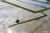 Aerial photo taken on April 5, 2021 shows a farmer ploughing field in Hanxia village of Huangjiabu township, Yuyao city, East China's Zhejiang province. [Photo/Xinhua]