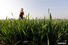 A farmer works in a field in Houhebei Village of Dongxinzhuang town, Tangshan city, North China's Hebei province, April 5, 2021. [Photo/Xinhua]