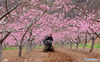 A villager drives agricultural machinery at a peach garden in Yangzhuang village of Jingxing county, Shijiazhuang city, North China's Hebei provine, April 5, 2021. [Photo/Xinhua]
