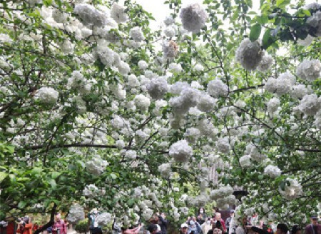 Blooming hydrangeas flowers attract visitors to Nanjing