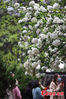 Visitors snap a few shots of blooming hydrangeas flowers at the Chongzheng College in the east foot of Qingliangshan Park in east China’s Nanjing City, April 6, 2021.(Photo: China News Service/Yang Bo)
