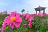 2021年4月7日，游客在四川省内江市资中县渔溪镇五指山农旅康养生态园内观赏芍药花。