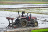 2021年4月7日，江西省遂川县枚江镇田野里，农民驾驶拖拉机在平整早稻田，一群白鹭围着觅食，构成一幅人与自然和谐相处的春耕图。