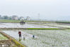 2021年4月7日，江西省遂川县枚江镇田野里，农民驾驶拖拉机在平整早稻田，一群白鹭围着觅食，构成一幅人与自然和谐相处的春耕图。