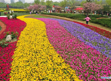 People enjoy flowers across China