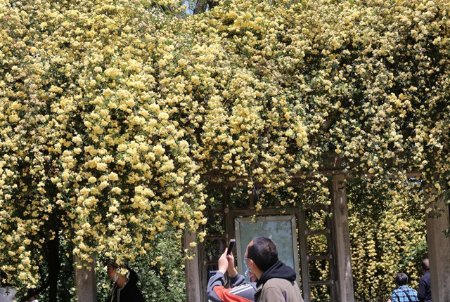 南京玄武湖“木香花廊”美丽上线 壮观“花瀑”美不胜收