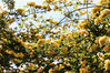 2021年4月9日，南京玄武湖环洲内的圆形“木香花廊”盛开， 万朵金黄、洁白的花朵从上到下、从左到右，开满枝头，如瀑布般美丽壮观。吸引众多市民和游客前来欣赏、拍摄。