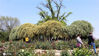 2021年4月9日，南京玄武湖环洲内的圆形“木香花廊”盛开， 万朵金黄、洁白的花朵从上到下、从左到右，开满枝头，如瀑布般美丽壮观。吸引众多市民和游客前来欣赏、拍摄。雨田/IC photo 编辑/陈进
