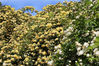 2021年4月9日，南京玄武湖环洲内的圆形“木香花廊”盛开， 万朵金黄、洁白的花朵从上到下、从左到右，开满枝头，如瀑布般美丽壮观。吸引众多市民和游客前来欣赏、拍摄。