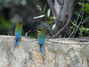 Blue-tailed bee-eaters are seen at Wuyuanwan blue-tailed bee-eater nature reserve in Xiamen, southeast China's Fujian Province, April 30, 2021. In recent days, a large number of blue-tailed bee-eaters are busy nesting, courting or looking for mates at Wuyuanwan blue-tailed bee eater nature reserve in Xiamen. With the coming of their breeding season, more of them will come back here from South Asia for reproduction.(Xinhua/Wei Peiquan)