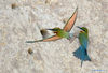 Blue-tailed bee-eaters are seen at Wuyuanwan blue-tailed bee-eater nature reserve in Xiamen, southeast China's Fujian Province, April 30, 2021. In recent days, a large number of blue-tailed bee-eaters are busy nesting, courting or looking for mates at Wuyuanwan blue-tailed bee eater nature reserve in Xiamen. With the coming of their breeding season, more of them will come back here from South Asia for reproduction. (Xinhua/Wei Peiquan)