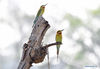 Blue-tailed bee-eaters are seen at Wuyuanwan blue-tailed bee-eater nature reserve in Xiamen, southeast China's Fujian Province, April 30, 2021. In recent days, a large number of blue-tailed bee-eaters are busy nesting, courting or looking for mates at Wuyuanwan blue-tailed bee eater nature reserve in Xiamen. With the coming of their breeding season, more of them will come back here from South Asia for reproduction. (Xinhua/Wei Peiquan)