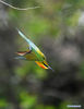 A blue-tailed bee-eater is seen at Wuyuanwan blue-tailed bee-eater nature reserve in Xiamen, southeast China's Fujian Province, April 30, 2021. In recent days, a large number of blue-tailed bee-eaters are busy nesting, courting or looking for mates at Wuyuanwan blue-tailed bee eater nature reserve in Xiamen. With the coming of their breeding season, more of them will come back here from South Asia for reproduction. (Xinhua/Wei Peiquan)
