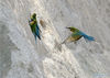 Blue-tailed bee-eaters are seen at Wuyuanwan blue-tailed bee-eater nature reserve in Xiamen, southeast China's Fujian Province, April 30, 2021. In recent days, a large number of blue-tailed bee-eaters are busy nesting, courting or looking for mates at Wuyuanwan blue-tailed bee eater nature reserve in Xiamen. With the coming of their breeding season, more of them will come back here from South Asia for reproduction. (Xinhua/Wei Peiquan)