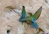 Blue-tailed bee-eaters are seen at Wuyuanwan blue-tailed bee-eater nature reserve in Xiamen, southeast China's Fujian Province, April 30, 2021. In recent days, a large number of blue-tailed bee-eaters are busy nesting, courting or looking for mates at Wuyuanwan blue-tailed bee eater nature reserve in Xiamen. With the coming of their breeding season, more of them will come back here from South Asia for reproduction. (Xinhua/Wei Peiquan)