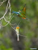 Blue-tailed bee-eaters are seen at Wuyuanwan blue-tailed bee-eater nature reserve in Xiamen, southeast China's Fujian Province, April 30, 2021. In recent days, a large number of blue-tailed bee-eaters are busy nesting, courting or looking for mates at Wuyuanwan blue-tailed bee eater nature reserve in Xiamen. With the coming of their breeding season, more of them will come back here from South Asia for reproduction. (Xinhua/Wei Peiquan)
