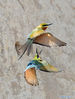 Blue-tailed bee-eaters are seen at Wuyuanwan blue-tailed bee-eater nature reserve in Xiamen, southeast China's Fujian Province, April 30, 2021. In recent days, a large number of blue-tailed bee-eaters are busy nesting, courting or looking for mates at Wuyuanwan blue-tailed bee eater nature reserve in Xiamen. With the coming of their breeding season, more of them will come back here from South Asia for reproduction. (Xinhua/Wei Peiquan)