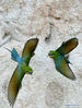 Blue-tailed bee-eaters are seen at Wuyuanwan blue-tailed bee-eater nature reserve in Xiamen, southeast China's Fujian Province, April 30, 2021. In recent days, a large number of blue-tailed bee-eaters are busy nesting, courting or looking for mates at Wuyuanwan blue-tailed bee eater nature reserve in Xiamen. With the coming of their breeding season, more of them will come back here from South Asia for reproduction. (Xinhua/Wei Peiquan)
