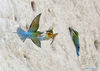 Blue-tailed bee-eaters are seen at Wuyuanwan blue-tailed bee-eater nature reserve in Xiamen, southeast China's Fujian Province, April 30, 2021. In recent days, a large number of blue-tailed bee-eaters are busy nesting, courting or looking for mates at Wuyuanwan blue-tailed bee eater nature reserve in Xiamen. With the coming of their breeding season, more of them will come back here from South Asia for reproduction. (Xinhua/Wei Peiquan)