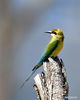 A blue-tailed bee-eater is seen at Wuyuanwan blue-tailed bee-eater nature reserve in Xiamen, southeast China's Fujian Province, April 30, 2021. In recent days, a large number of blue-tailed bee-eaters are busy nesting, courting or looking for mates at Wuyuanwan blue-tailed bee eater nature reserve in Xiamen. With the coming of their breeding season, more of them will come back here from South Asia for reproduction. (Xinhua/Wei Peiquan)