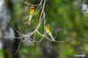 Blue-tailed bee-eaters are seen at Wuyuanwan blue-tailed bee-eater nature reserve in Xiamen, southeast China's Fujian Province, April 30, 2021. In recent days, a large number of blue-tailed bee-eaters are busy nesting, courting or looking for mates at Wuyuanwan blue-tailed bee eater nature reserve in Xiamen. With the coming of their breeding season, more of them will come back here from South Asia for reproduction. (Xinhua/Wei Peiquan)