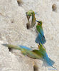 Blue-tailed bee-eaters are seen at Wuyuanwan blue-tailed bee-eater nature reserve in Xiamen, southeast China's Fujian Province, April 30, 2021. In recent days, a large number of blue-tailed bee-eaters are busy nesting, courting or looking for mates at Wuyuanwan blue-tailed bee eater nature reserve in Xiamen. With the coming of their breeding season, more of them will come back here from South Asia for reproduction. (Xinhua/Wei Peiquan)

