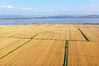 2021年5月10日，安徽省安庆市宿松县复兴镇长江两岸，一片金黄麦浪，风景如画。位于在长江北岸的省属农垦华阳河农场，小麦日渐成熟，风景宜人。