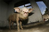 2008年7月1日，成都，大邑县安仁镇建川博物馆，在汶川地震废墟下存活36天并顺利生还的猪坚强。