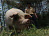 2011年4月24日，成都，大邑县安仁镇的建川博物馆，“猪坚强”过着幸福的生活。