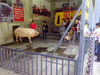 2013年5月11日，成都，“猪坚强”在大邑县建川博物馆内接受游客们对它的祝福。