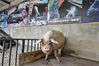 2017年3月3日，成都，大邑县安仁镇建川博物馆内的“猪坚强”。