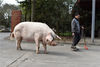 2019年3月3日，成都，汶川地震“猪坚强”在建川博物馆内散步。“猪坚强”在2008年“5.12”汶川特大地震中被埋36天后幸存下来，随后一直在成都的建川博物馆生活。