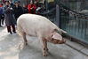 2019年3月3日，成都，汶川地震“猪坚强”在建川博物馆内散步，健康状况良好。