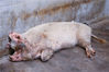 “猪坚强”在2008年“5.12”汶川特大地震中被埋36天后幸存下来，随后一直在成都的建川博物馆生活，有专人喂养和看护，每天晒晒太阳散散步，过着安稳的生活。至2021年，“猪坚强”已14岁高龄，相当于人类百岁年纪。来源：签约供稿人/视觉中国 编辑/刘佳