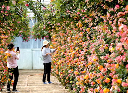 Chinese Rose Festival to blossom across Beijing