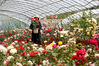 Beijing will hold its Chinese Rose Cultural Festival in 11 parks starting on May 18. [He Jianyong/For chinadaily.com.cn]