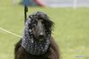 An Afghan Hound dog is seen at a dog show during the COVID-19 pandemic near Bucharest, Romania, May 23, 2021. (Photo by Cristian Cristel/Xinhua)