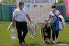 Breeders and their Caucasian shepherd dog leave after competing at a dog show during the COVID-19 pandemic near Bucharest, Romania, May 23, 2021. (Photo by Cristian Cristel/Xinhua)