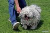 A Puli Grey dog competes at a dog show during the COVID-19 pandemic near Bucharest, Romania, May 23, 2021. (Photo by Cristian Cristel/Xinhua)