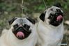 Two Pug dogs wait to compete at a dog show during the COVID-19 pandemic near Bucharest, Romania, May 23, 2021. (Photo by Cristian Cristel/Xinhua)