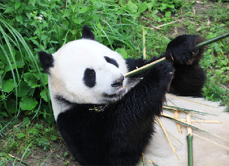 南京：大熊猫躺平卖萌 悠闲吃竹子