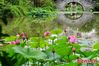 The photo captured by May 25, 2021 shows lotus flowers gradually bloom at Chating Park in Fuzhou, east China’s Fujian, since the summer arrives. (China News Service/Zhang Bin)