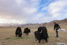 Bikmirza Turdil feeds yaks at Subax Village of Akto County, northwest China's Xinjiang Uygur Autonomous Region, May 14, 2021. Bikmirza, a 24-year-old Kirghiz herdsman, was born and raised at the foot of the Muztagh Ata, a peak with an elevation of more than 7,500 meters, in the Pamirs of China's Xinjiang Uygur Autonomous Region. He started to work as a guide helping climbers carry equipment and supplies at the age of 18. Climbing Muztagh Ata, a symbol of bravery, is even regarded as the coming-of-age ceremony for local youngsters. In Subax Village where Bikmirza lives, more than 100 locals provide guide services for mountaineers from China and abroad. 