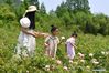 Tourists visit a rose garden in Huzhou, east China's Zhejiang Province, May 2, 2021. Sunday marks the second day of China's five-day May Day holiday. (Xinhua/Huang Zongzhi)