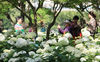 2021年5月30日，南京，绣球公园里的数千株绣球花竞相绽放，美不胜收，吸引众多游客前来赏花游玩。来源：视觉中国