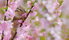 2021年5月1日，哈尔滨，榆叶梅花开正盛，小松鼠悄悄爬上枝头，吃起花瓣。大朵大朵粉嫩娇艳的花瓣，被它“饕餮”。